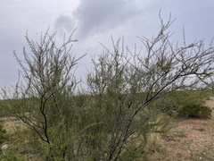 Vachellia