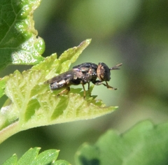 Orthonevra nitida