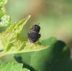 Orthonevra nitida