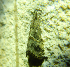 Euchromius cambridgei