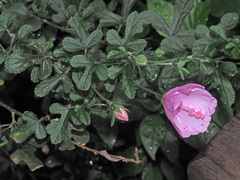 Hibiscus pedunculatus