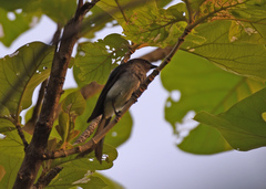 Dicrurus caerulescens