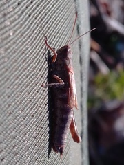 Chorthippus macrocerus