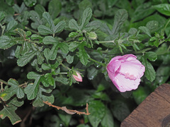 Hibiscus pedunculatus