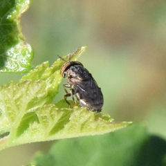 Orthonevra nitida