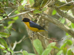 Euphonia violacea