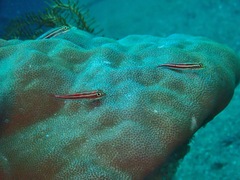 Helcogramma striata