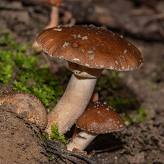 Cyclocybe erebia