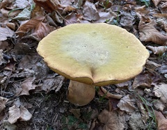 Suillellus luridus