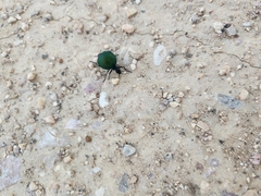 Cysteodemus wislizeni