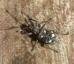 Cucujiformia