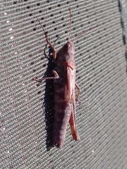 Chorthippus macrocerus