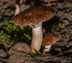 Cyclocybe erebia
