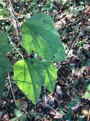 Celtis tenuifolia