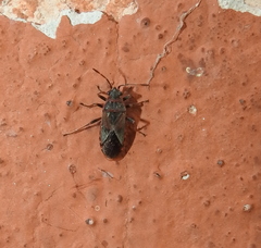 Arocatus melanocephalus