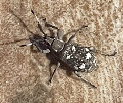 Cucujiformia