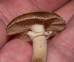 Cyclocybe erebia
