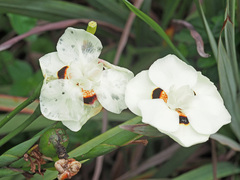 Dietes bicolor