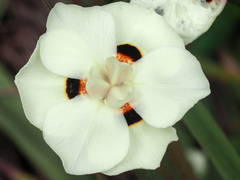 Dietes bicolor
