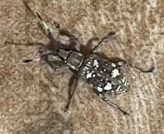 Cucujiformia