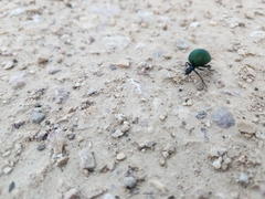 Cysteodemus wislizeni