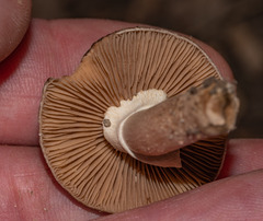 Cyclocybe erebia