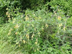 Crotalaria agatiflora