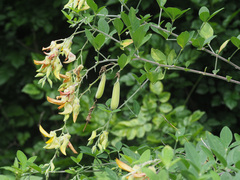 Crotalaria agatiflora