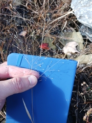 Panicum philadelphicum