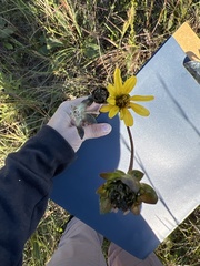Silphium gracile