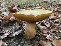 Suillellus luridus