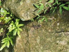 Sphenomorphus incognitus