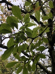 Magnolia × soulangeana