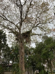 Hymenaea courbaril