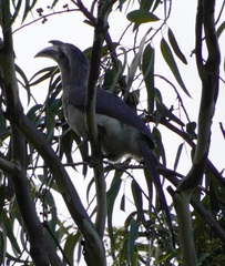 Ocyceros birostris