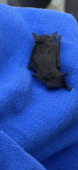 Myotis austroriparius