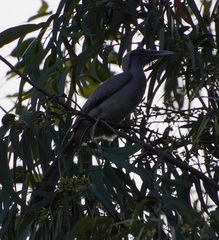 Ocyceros birostris