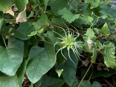 Clematis pitcheri