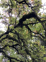 Magnolia × soulangeana