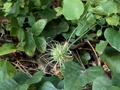 Clematis pitcheri