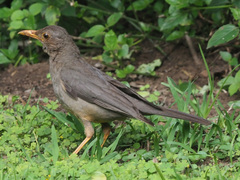 Turdus smithi