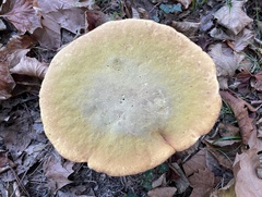 Suillellus luridus