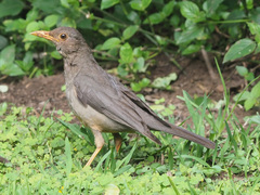 Turdus smithi