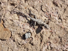 Laudakia vulgaris