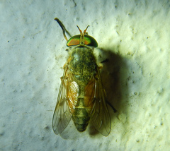 Tabanini