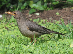 Turdus smithi