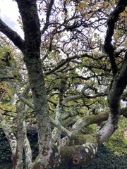 Magnolia × soulangeana