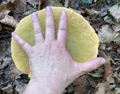 Suillellus luridus