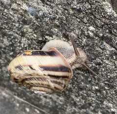 Euhadra peliomphala