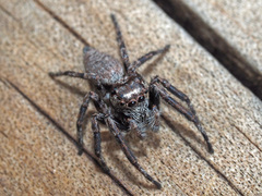 Tusitala